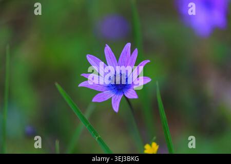 Les fleurs d'Anemone hortensis, communément appelées anémones à feuilles larges Banque D'Images
