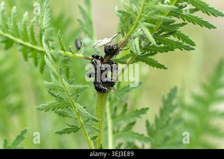 Gros plan des coléoptères Oxythyrea funesta regroupés sur une plante dans un cadre naturel extérieur. Groupe de coléoptères roses à taches blanches (Oxythyrea funesta) Banque D'Images