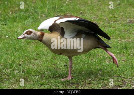 L'oie égyptienne Alopochen aegyptiaca étirant l'aile sur l'herbe verte Banque D'Images