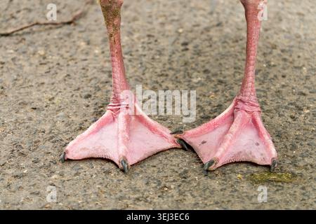 Pieds roses d'une oie égyptienne, détail des pieds palmés roses de l'oie égyptienne Alopochen aegyptiaca sur la route asphaltée Banque D'Images