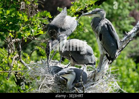 Jeune Herons gris Ardea cinerea dans un nid sur des branches d'arbre Banque D'Images