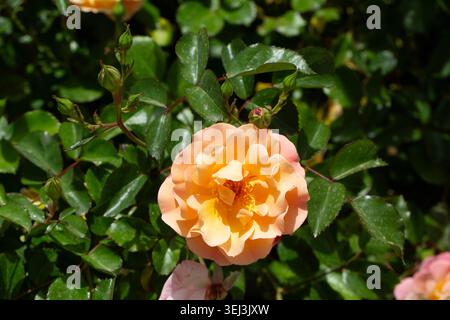 Magnifique arbuste à la pêche abricot fleurs de rose fleurissant avec des bourgeons dans Sunny Garden Banque D'Images