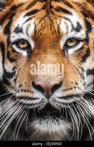 Gros plan portrait d'un visage de tigre du Bengale avec des yeux intenses, une fourrure rayée et un regard sauvage puissant. Banque D'Images