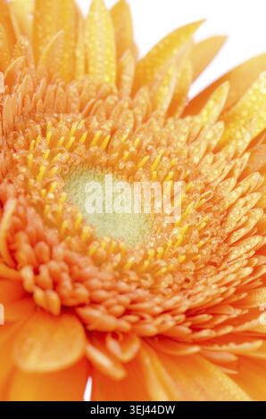 Gros plan extrême de fleur de Gerbera orange Banque D'Images