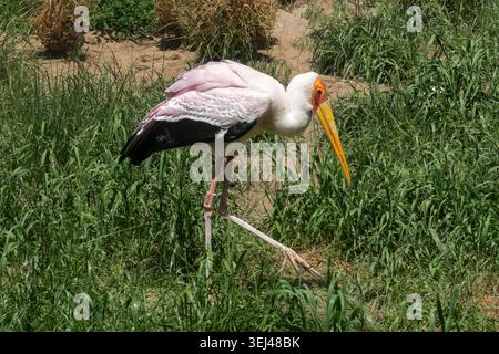 Blanc et rose cigogne mycteria ibis à bec jaune marchant sur l'herbe verte Banque D'Images