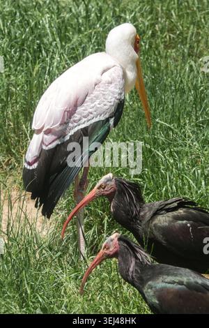 Cigogne à bec jaune Mycteria ibis et deux Ibises chauves du Nord Geronticus eremita sur herbe verte Banque D'Images