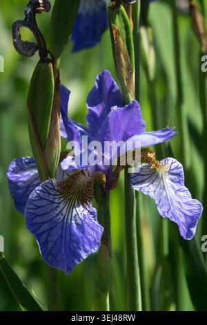 Iris sibirica 'vol des papillons' Banque D'Images
