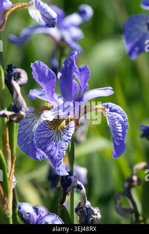 Iris sibirica 'vol des papillons' Banque D'Images