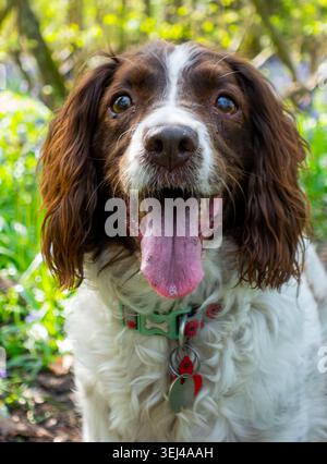 Chien Springer Spaniel heureux avec la langue tirée lors d'une promenade dans les bois Banque D'Images