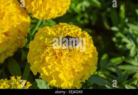 Gros plan d'un bourdon recueillant du pollen sur une fleur de souci jaune vif dans un jardin d'été. Photographie macro-nature éclatante avec tagete fleurie Banque D'Images