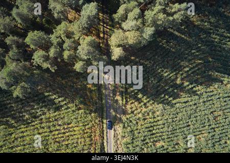 Un chemin de terre serpente à travers un vignoble luxuriant, bordé de grands arbres. Les ombres s'étendent sur le terrain tandis que le soleil brille dans le ciel de l'après-midi, Banque D'Images