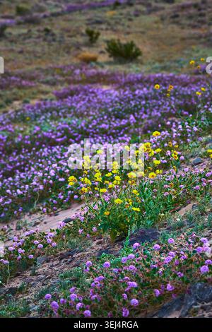 Fleurs sauvages et Desert Super Bloom en Californie avec des fleurs jaunes et violettes Banque D'Images