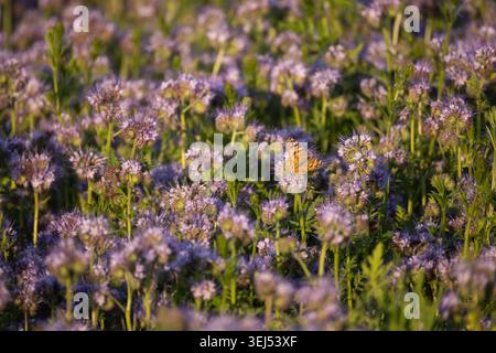 Papillon se nourrissant de fleurs violettes de phacelia (Phacelia tanacetifolia) dans un pré d'été en fleurs, habitat de pollinisateurs, foyer sélectif, lumière naturelle. Banque D'Images