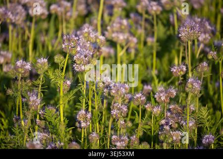 Fleurs violettes de phacelia (Phacelia tanacetifolia) fleurissant dans une prairie d'été, foyer sélectif, lumière naturelle, culture de couverture à fleurs agricoles. Banque D'Images