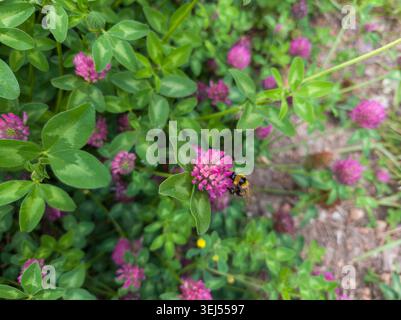 Vue rapprochée d'un bourdon pollinisant une fleur de trèfle rouge rose dans un champ. Banque D'Images