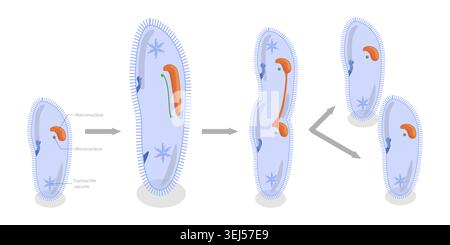 3D Isométrique plat illustration conceptuelle de la reproduction asexuée dans les protozoaires, schéma éducatif Banque D'Images