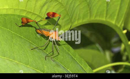 Bug Shield, Chust Bug, Hemiptera, Tropical Rainforest, Boca Tapada, province d'Alajuela, Costa Rica, Amérique Banque D'Images