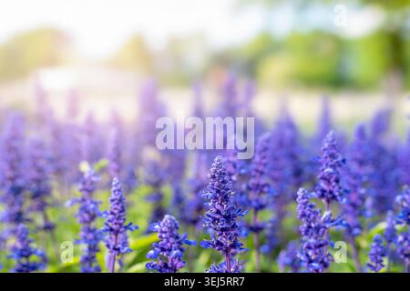 Salvia Farinacea belles fleurs violettes fleurissant dans la journée ensoleillée, gros plan. Banque D'Images