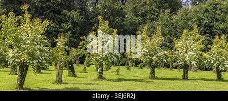Vue panoramique sur le magnifique canard japonais (Cornus kousa) dans le jardin botanique de haute Bretagne au Chatellier en France Banque D'Images