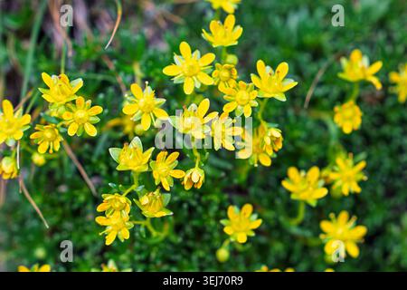 Goldmoss Stonecrop Sedum acre, gros plan de fleurs jaune vif dans un cadre naturel extérieur Banque D'Images