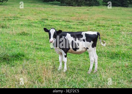 Veau Holstein debout dans un champ vert, regardant la caméra par une journée ensoleillée en été Banque D'Images