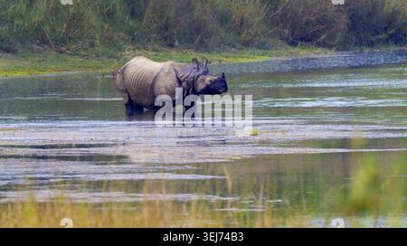 Rhinoceros à une cornelle, Rhinoceros indien, rhinocéros asiatique, Rhinoceros unicornis, Wetlands, Parc national Royal Bardia, Parc national Bardiya, NEPA Banque D'Images