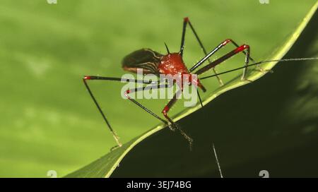 Bug Shield, Chust Bug, Hemiptera, forêt tropicale, bassin de la rivière Napo, Amazonie, Équateur, Amérique Banque D'Images