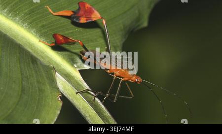 Bug Shield, Chust Bug, Hemiptera, forêt tropicale, bassin de la rivière Napo, Amazonie, Équateur, Amérique Banque D'Images