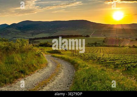 Lever de soleil doré sur la campagne viticole avec route de terre sinueuse et Rolling Hills Banque D'Images