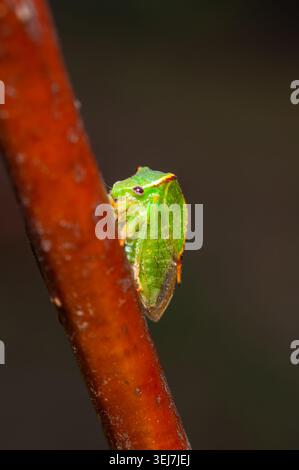 Ce gros plan capture les caractéristiques détaillées d'un insecte vert perché sur une branche, mettant en valeur ses couleurs et sa texture éclatantes Banque D'Images