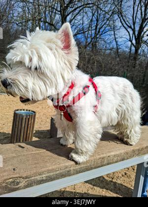 Un West Highland White Terrier se tient sur une rampe en bois dans un parc portant un harnais rouge. Le soleil brille comme le chien aime le plein air entouré par Tre Banque D'Images