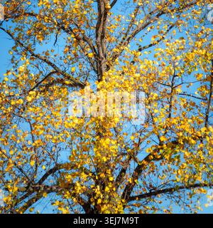 Feuilles d'automne dorées sur l'arbre contre le ciel bleu clair, montrant le feuillage saisonnier lumineux et la couleur naturelle. Banque D'Images