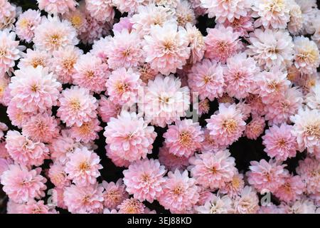 Fond doux de fleurs de chrysanthème rose Banque D'Images