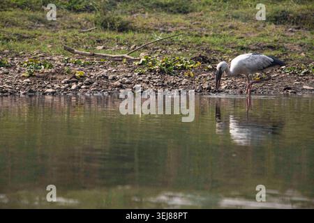 Une cigogne asiatique à bec ouvert (Anastomus oscitans) cherche de la nourriture le long des rives de la rivière Rapti dans le parc national de Chitwan. Népal. Banque D'Images