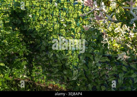 Panneaux en plastique artificiels imitant des feuilles de lierre montés sur la clôture entre les parcelles, un rideau sur la clôture séparant de la parcelle voisine, jardin Banque D'Images