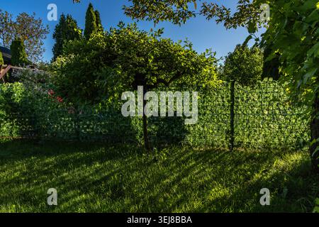 Panneaux en plastique artificiels imitant des feuilles de lierre montés sur la clôture entre les parcelles, un rideau sur la clôture séparant de la parcelle voisine, jardin Banque D'Images
