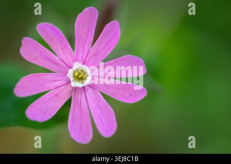 Photographie macro détaillée capturant une fleur rose éclatante avec un centre jaune sur un fond vert flou. Parfait pour les thèmes de la nature. Banque D'Images