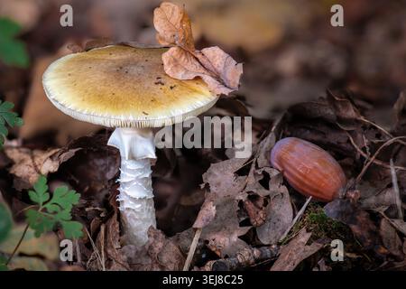 Gros plan d'un champignon amanita brun clair sur un sol forestier couvert de feuilles mortes et de glands, tourné à la lumière naturelle. Banque D'Images