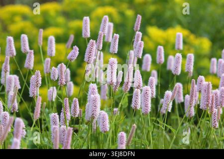Persicaria bistorta Superba. Bistorta officinalis 'Superba' fleurit dans un jardin de fin de printemps. ROYAUME-UNI Banque D'Images