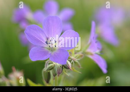 Géraniums. Géranium sylvaticum 'Mayflower', bec de crane en bois, géranium robuste à floraison précoce portant des masses de fleurs violettes au printemps. ROYAUME-UNI Banque D'Images