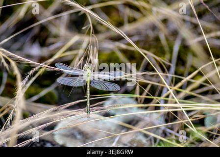 Libellule verte reposant sur l'herbe sauvage sèche dans un champ naturel, gros plan avec un fond de mise au point douce, montrant des ailes délicates et une nature calme sce d'été Banque D'Images