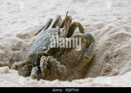 Photographie rapprochée d'un crabe gris verdâtre reposant sur du sable de couleur claire. La coquille, les pattes et les griffes du crabe sont texturées et mouchetées de grains o Banque D'Images