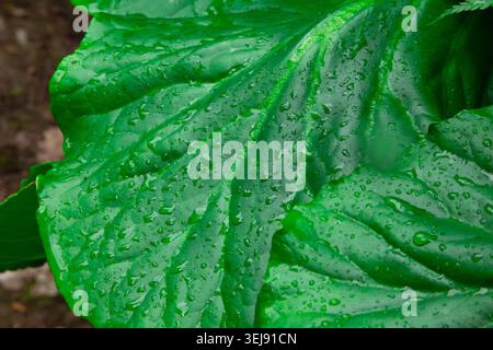 Cette magnifique photo macro capture les détails étonnants d'une feuille de bergenia vert éclatant recouverte de gouttelettes d'eau douce après une pluie d'été. Le Banque D'Images
