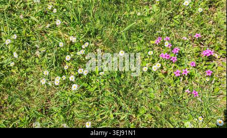 Les fleurs sauvages colorées, y compris les marguerites blanches et le phlox rose, poussent dans un champ herbeux illuminé par la lumière du soleil, créant une scène vibrante Banque D'Images