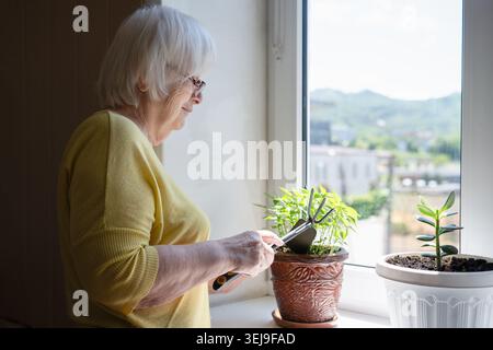 Femme aînée jardinant à la maison, portrait de grand-mère âgée heureuse prenant soin des plantes d'intérieur sur le rebord de la fenêtre Banque D'Images