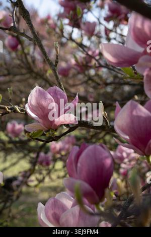 Gros plan de fleurs de magnolia rose éclatantes sur une branche d'arbre sur un fond naturel flou. Banque D'Images