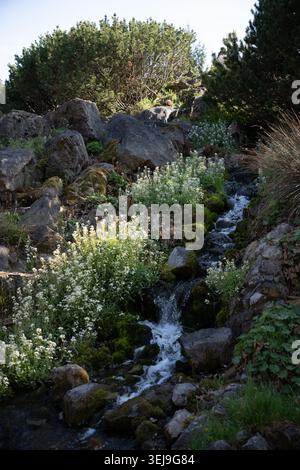 Une scène naturelle sereine avec un petit ruisseau coulant à travers les rochers et les fleurs sauvages sous un ciel clair. Banque D'Images