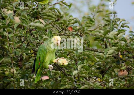 Perroquet amazonien à tête jaune mangeant une pomme tandis qu'il est perché parmi les branches d'arbres et le feuillage Banque D'Images