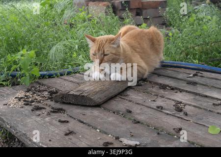 Chat gingembre jouant sur des planches en bois dans un jardin rural Banque D'Images