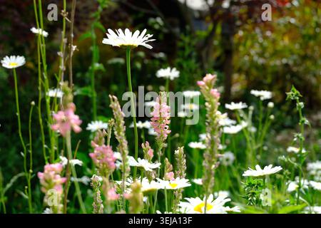 Sainfoin et Daisies dans Wildlflower Meadow Banque D'Images
